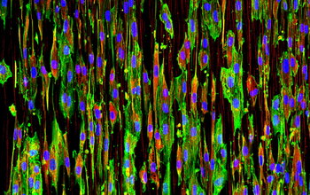 Multicolored image of stem cells